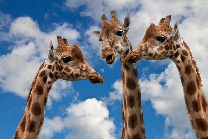 Krakow: Zoo With Hotel Transfer - Good To Know