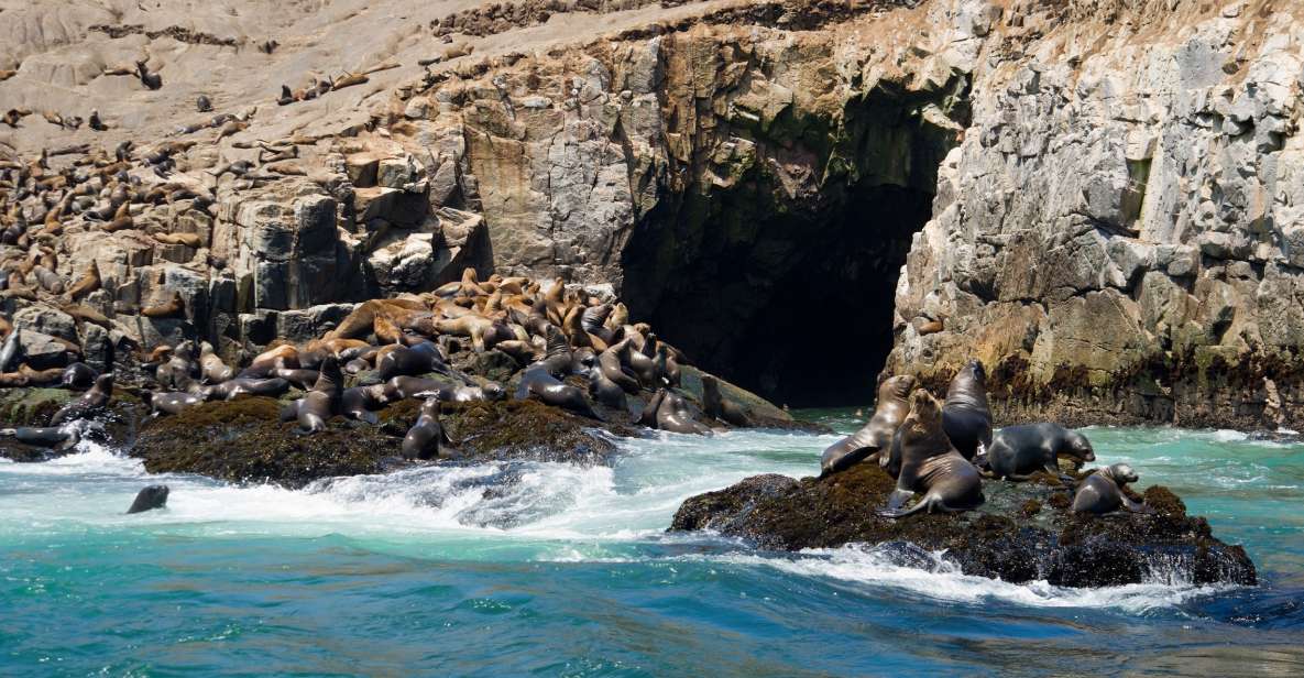 Lima: Sea Lion Swim and Wildlife Palomino Islands Cruise - Booking Details