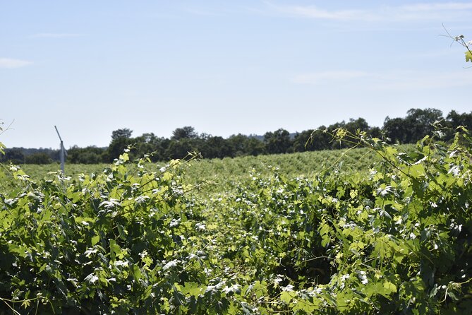 Lodi Wine Tasting Tours Customized Private 1 to 14 Passenger (Mar ) - Private Wine Tasting Experiences