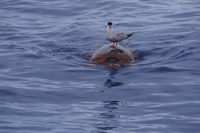 Madeira Dolphin and Whale Watching on a Ecological Catamaran - Educational and Ethical Approach