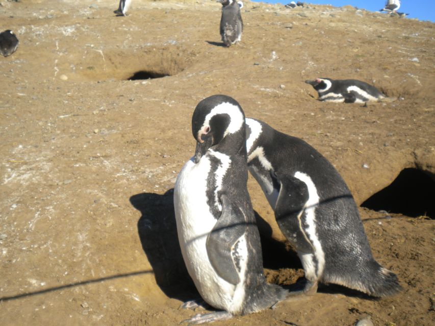 Magdalena Island Penguin Tour by Boat From Punta Arenas - Location & Island Details