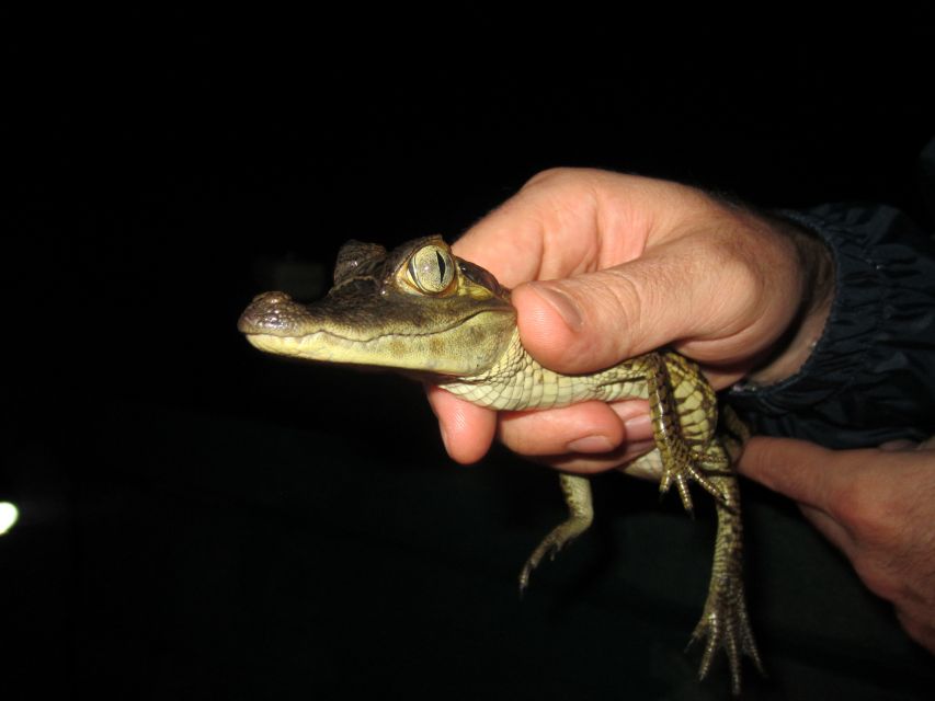 Manaus: Amazon Jungle Tour With Alligator Night Watch - Location and Exploration