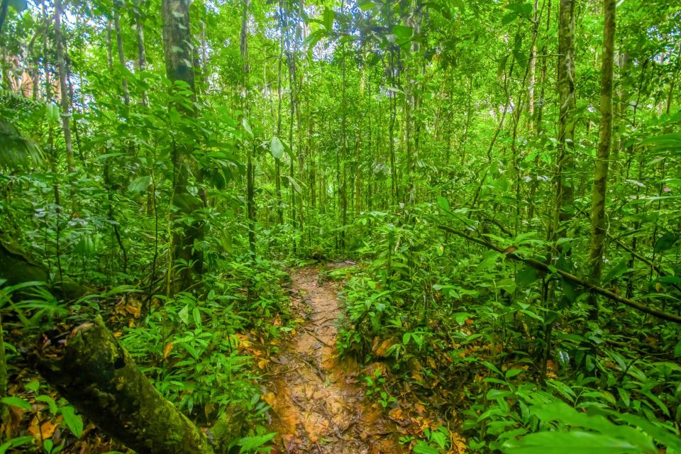 Manaus: Amazonas Jungle Trek & Anavilhanas Archipelago - Customer Reviews