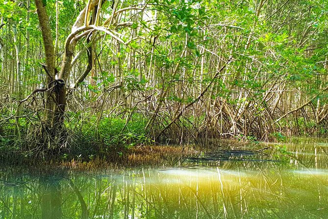 Mangrove Guided Tour - Mangrove Ecosystem
