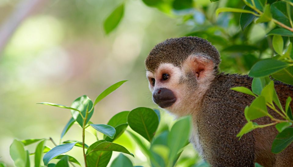 Manu National Park Tours From Cusco 5 Days - Tour Details