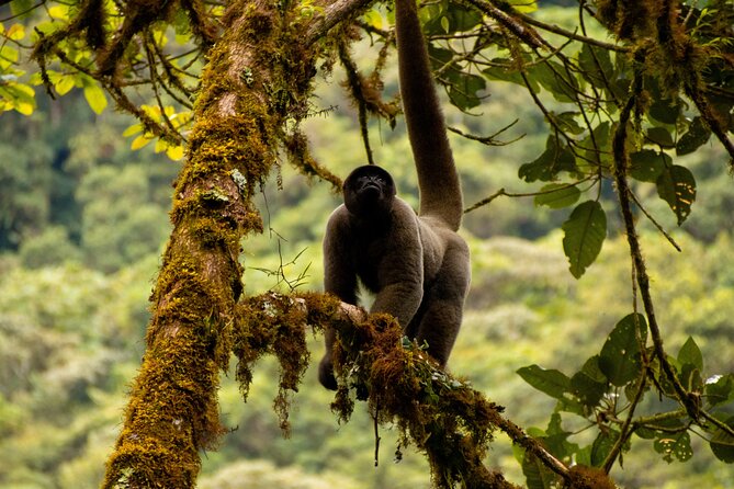 Manu Reserve Zone Tour Jaguar and Macaw Clay Lick 7days - Tour Highlights