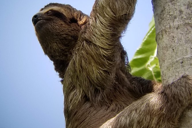 Manuel Antonio Park Nature Guided Tour - Tour Highlights