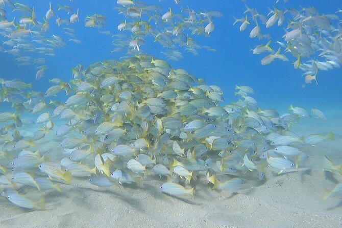 Marine Ecology Snorkel From Electric Beach Oahu - Inclusions and Exclusions