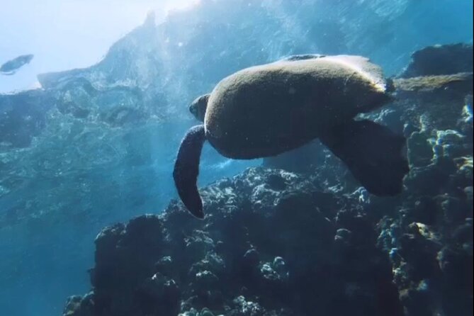 Maui Small-Group Snorkeling Lesson (Mar ) - Activity Overview
