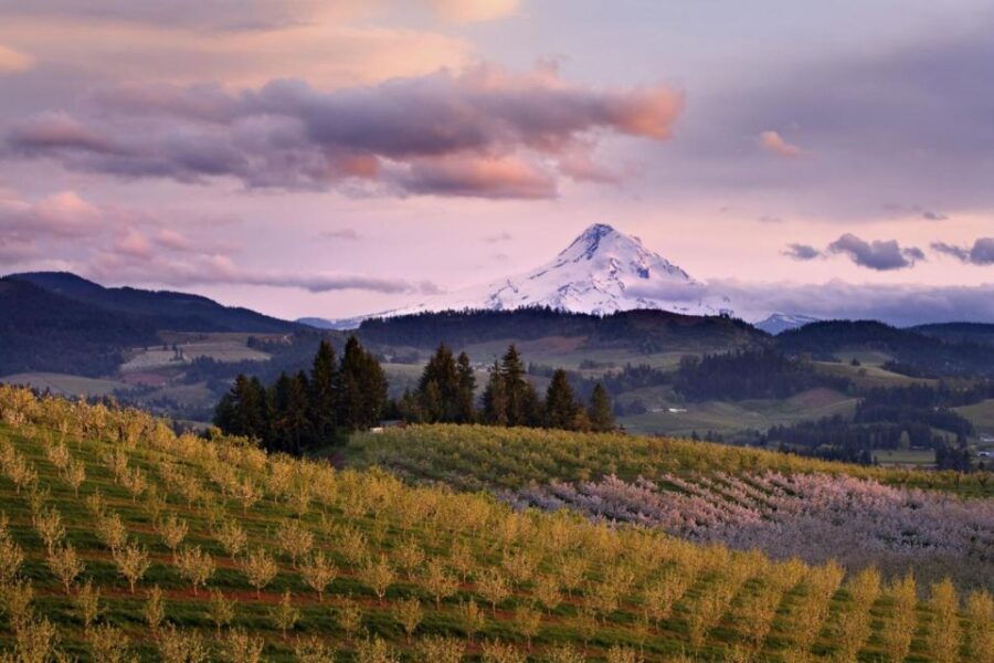 Mendoza: Half-Day Wine Tour With Tastings and Lunch - Experience Highlights