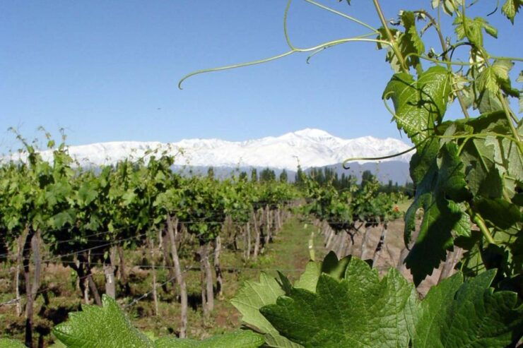 Mendoza: Wine Roads Half‐Day Tour With Regional Lunch - Good To Know