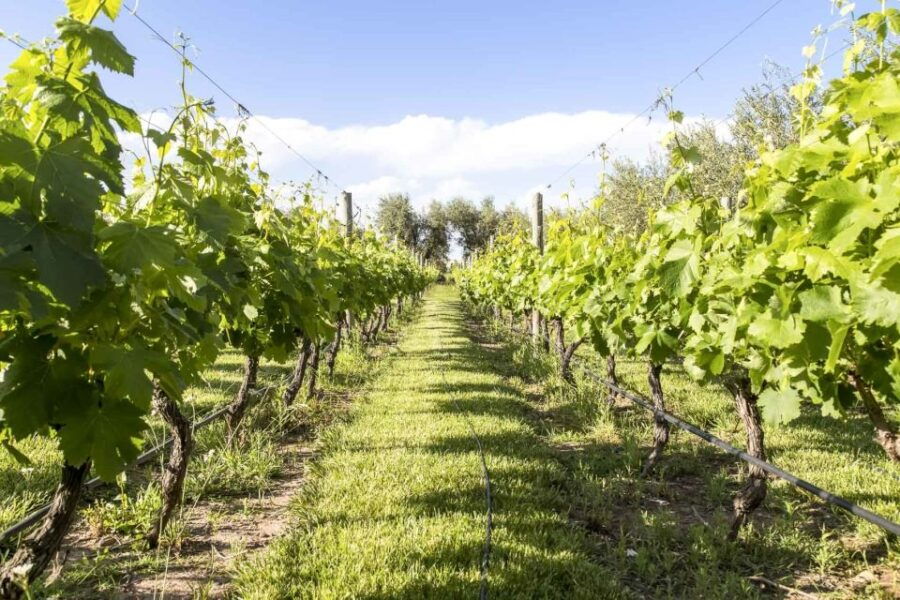 Mendoza: Winebike Tasting Tour With Optional Lunch