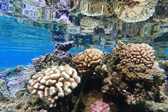 Moorea Private Boat Tour / Sea Scooter Snorkeling Tour - Cancellation Policy