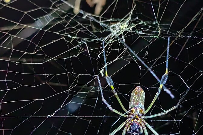 Night Adventure: Explore Manzanillo Refuge Under Stars - Nighttime Wildlife Exploration Experience