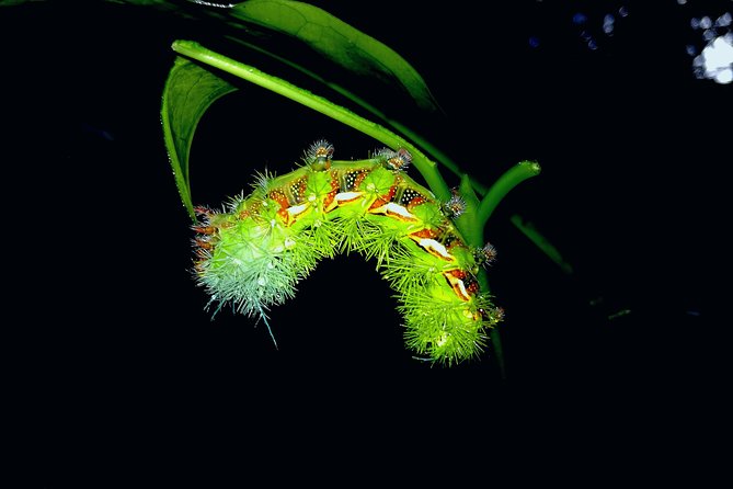 Night Hike in Drake Bay With Certified Guide - Tour Overview and Highlights