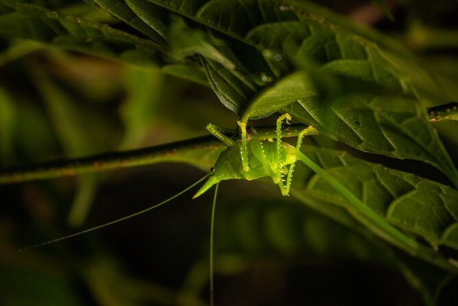 Night Walk in the Monteverde Cloud Forest. - Monteverde Cloud Forest Overview