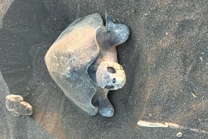 Nocturnal Turtles Watching at Minas Beach Near Tamarindo - Tour Details