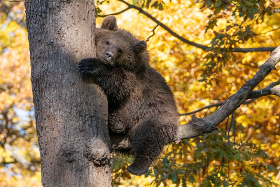 One Day Trip Bear Sanctuary, Dracula Castle - Tour Details