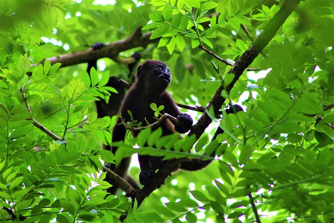 Palo Verde National Park - One Day Tour in Safari Wildlife- Tour Cultural - Tour Highlights