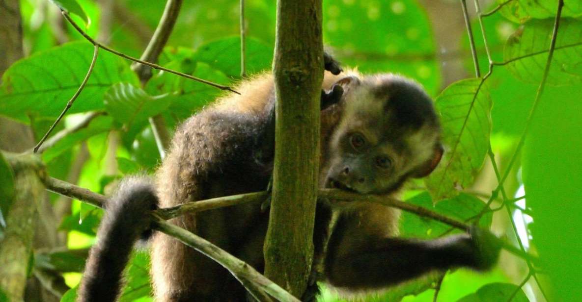 Peruvian Jungle Manu Park Four Days / Three Nights - Good To Know