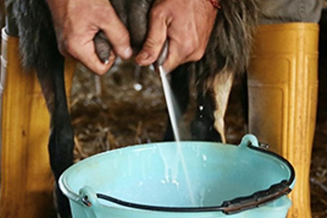 Pienza: Cheese Making Demonstration and Light Lunch in a Farm - Experience Highlights