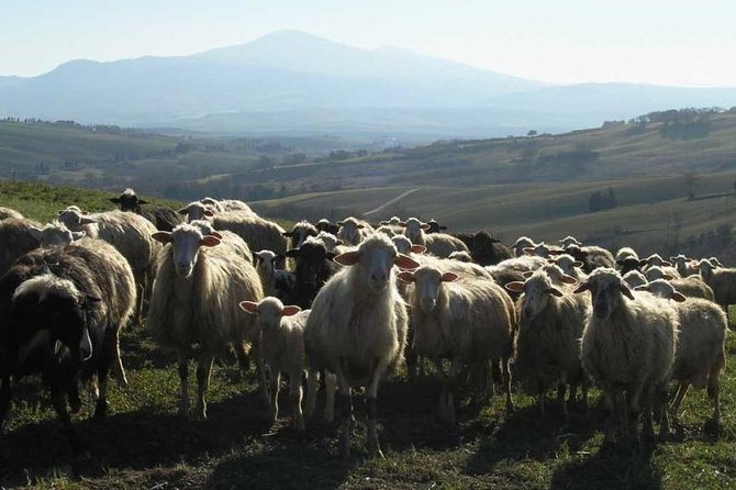 Pienza: Pecorino Cheese Tour and Tasting in a Farm - Farm Visit Details