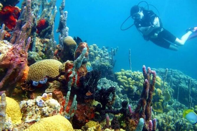 Playa Blanca Barú Diving Adventure With Lunch - Booking Details