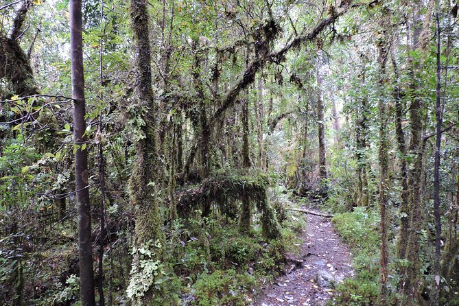 Private Alerce Andino Park: Unveiling Las Chaicas - Traveler Experience