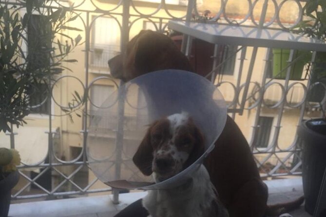 Private Corfu Old Town Guide Tour With Dog - Tour Highlights
