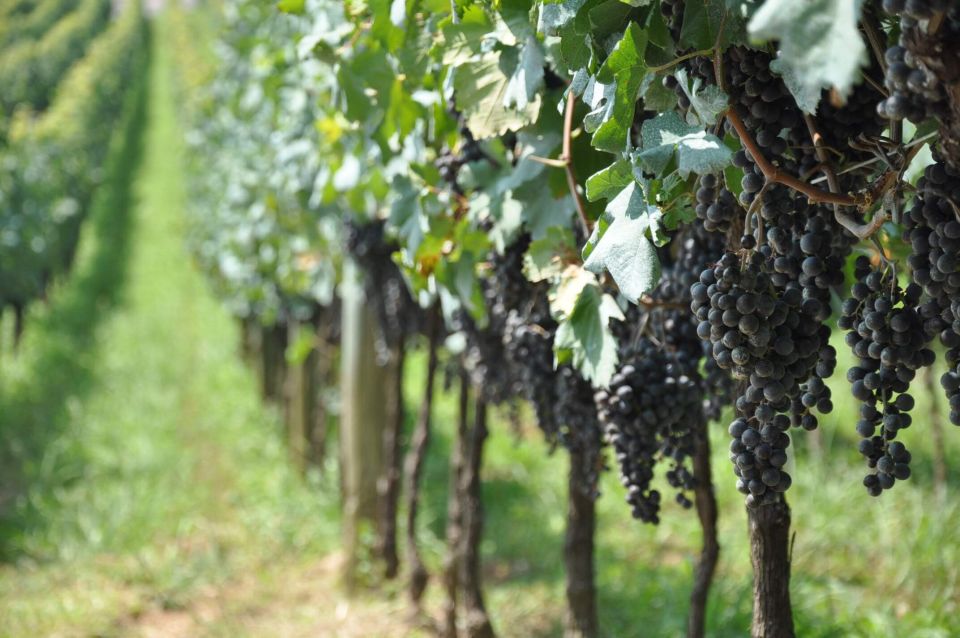 Private Day Tour to Vale Dos Vinhedos Departing From Porto Alegre - Booking Details