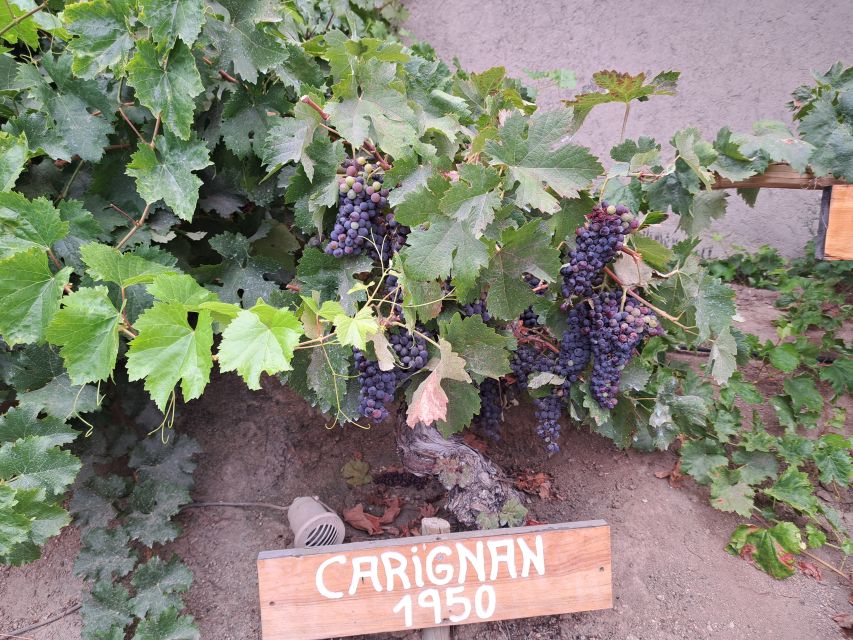 Private Full-Day Wine Tasting Tour in Colchagua Valley - Tour Highlights