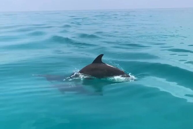 Private Morning Tiki Boat Eco Cruise in Key West - Eco-Friendly Private Morning Cruise Highlights