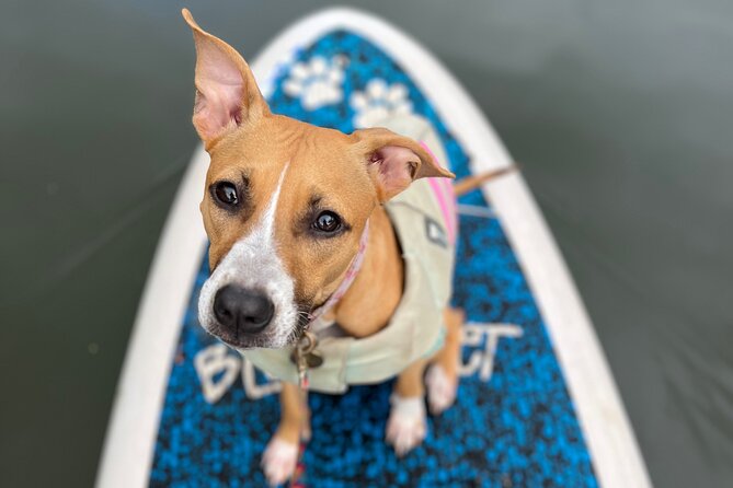 Private Paddle Boarding in Haleiwa With Rescue Dogs - Activity Details