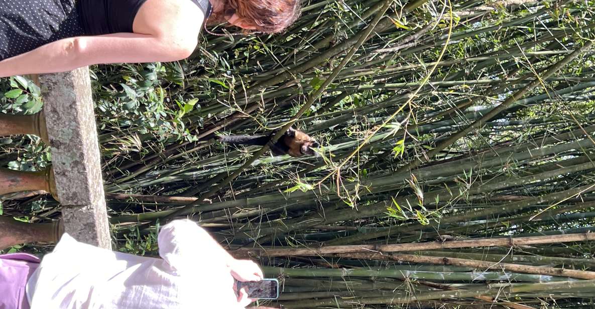 Private Tijuca Forest & Botanical Garden Guided Tour - Activity Details