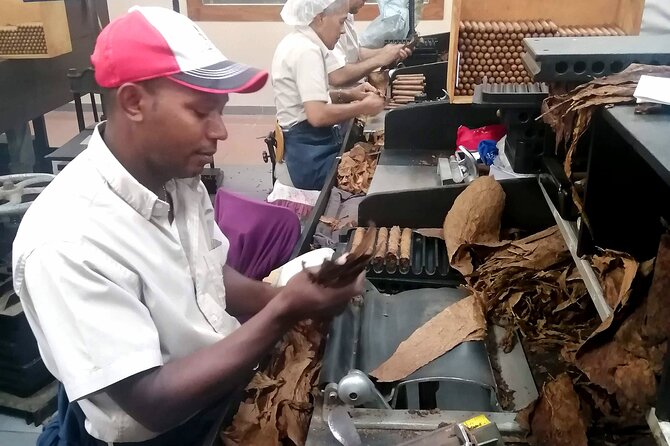 Private Tour: Cocoa, Coffee, Local Market and Cigars Factory - Cocoa Plantation Visit