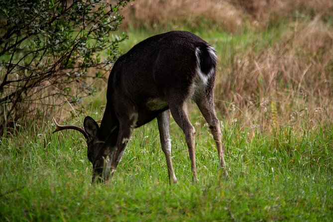 Private Tour Deer in the Chingaza Páramo and Suasie Trail