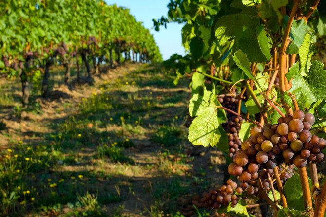 Private Tour of Taormina and Winery Visit in Etna From Taormina - Good To Know