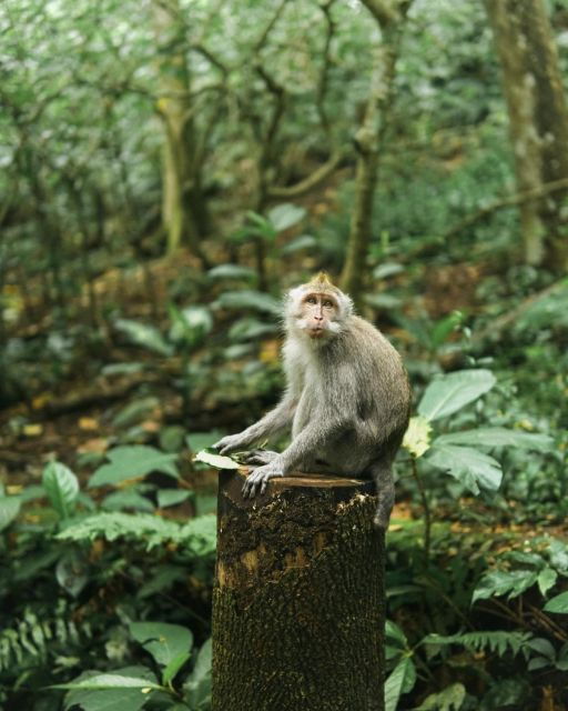 Private Ubud Tour Rice Teracce, Temple & Secret Waterfall - Tour Experience