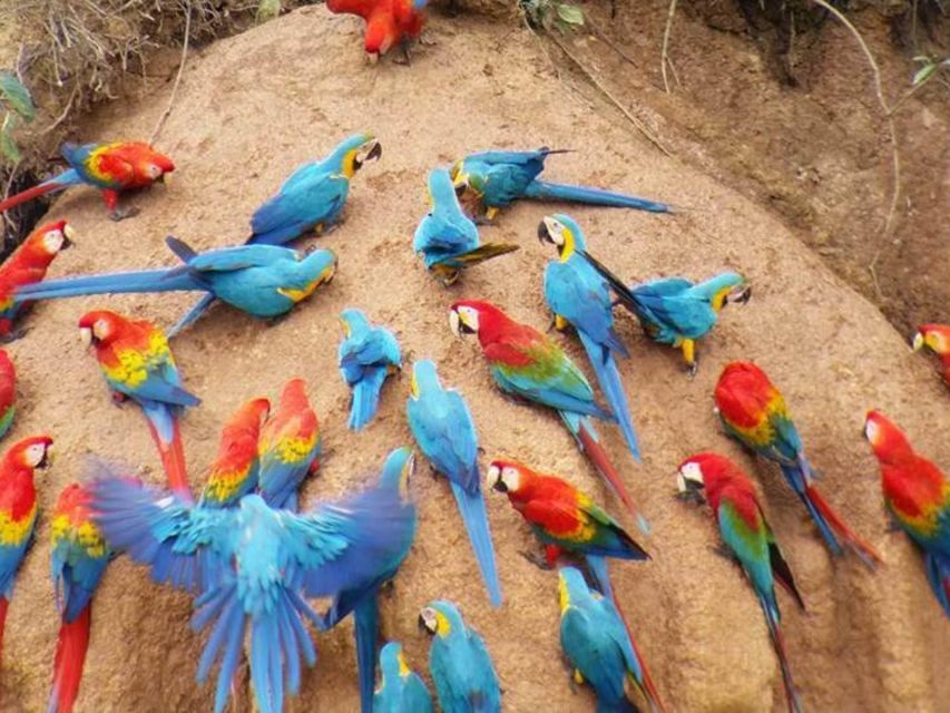 Puerto Maldonado: Parrot and Macaw Clay Lick Excursion. - Booking Information