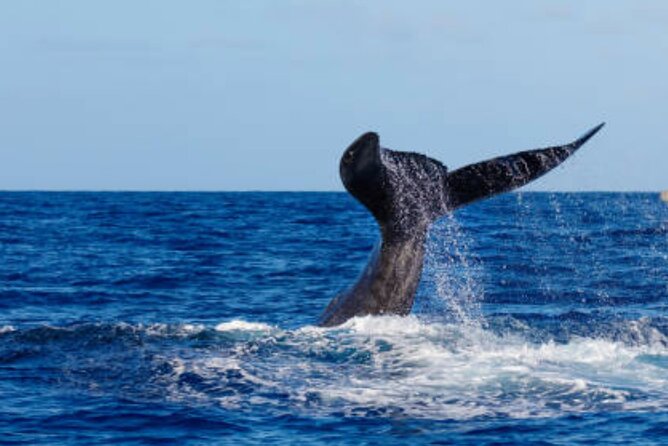 Punta Cana: Full Day Whale Watching Montana Redonda With Lunch - Activity Overview