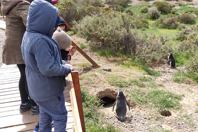 Punta Tombo Full Day Tour, Walking Among Penguins - Regular Service SIB - Location Details