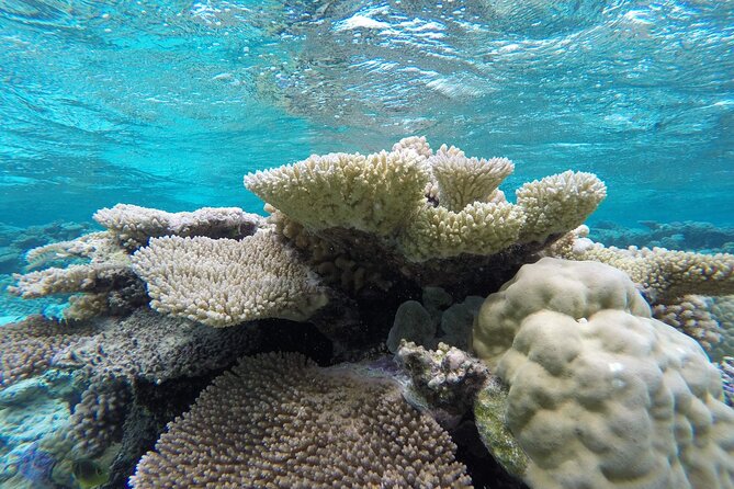 Reef Discovery Private Full Day Lagoon Tour & Water Lunch - Terms and Conditions