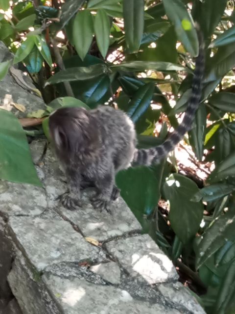 Rio De Janeiro: Christ the Redeemer & Sugarloaf Mountain - Experience Highlights