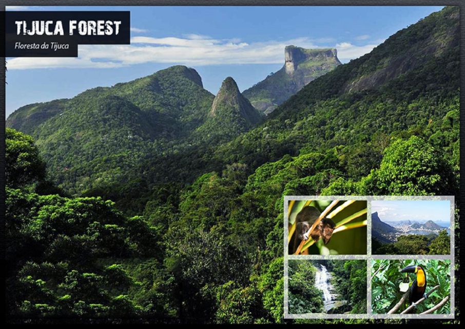 Rio De Janeiro: Tijuca National Park Ecotour - Ecotour Overview