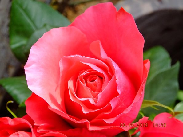 Roses & Otavalo Market Tour Unveiled - Itinerary Overview