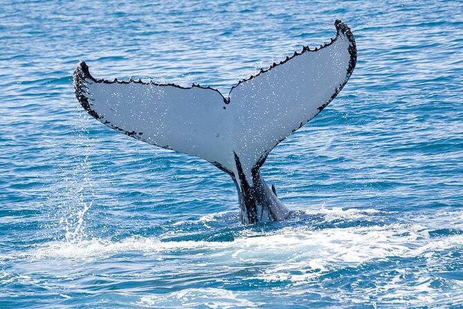 Royal Humpback Whale Exploration - Good To Know