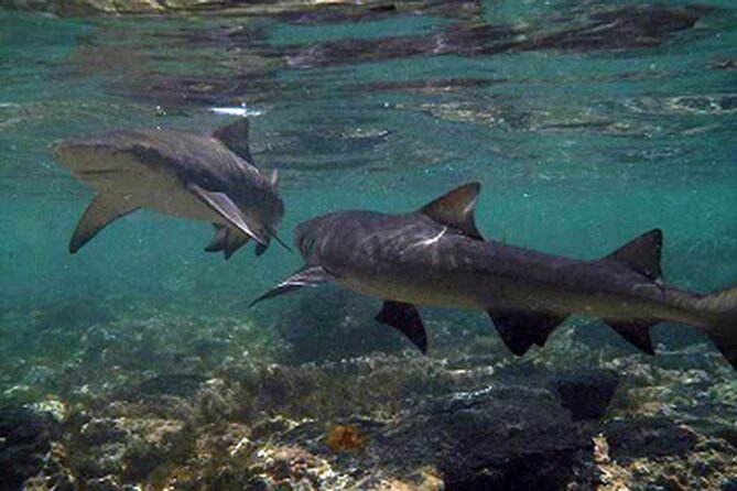 Sal Island: Private Tour Shark Bay Experience From Santa Maria - Water Shoes and Equipment Provided