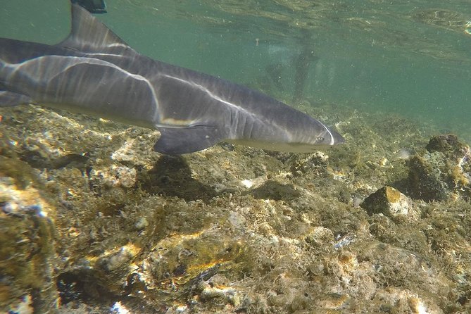 Sal Island: Shark Bay Shark Watching Experience From Santa Maria - Shark Watching Experience Highlights