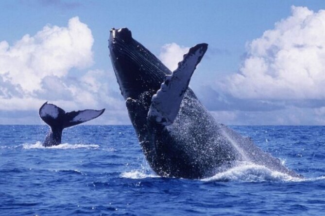Samana: Whale Watching on Catamaran With Transportation - Reviews and Ratings