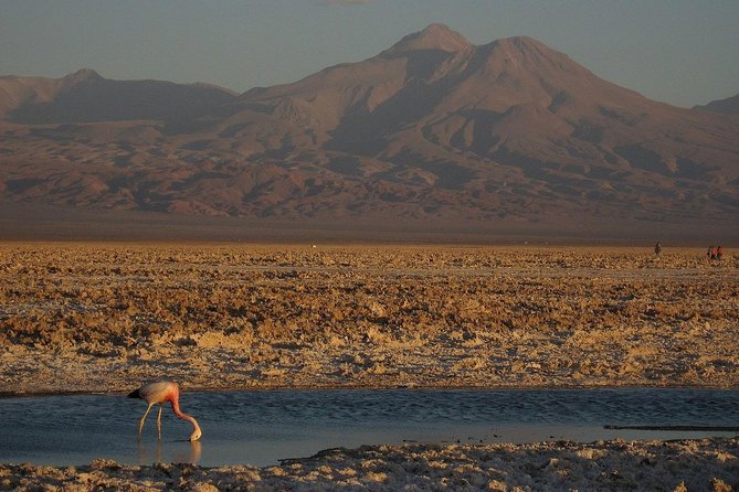 San Pedro De Atacama, Laguna De Chaxa and Toconao - Half Day - Pricing and Inclusions